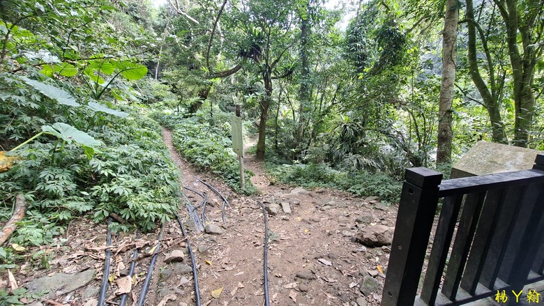 【郊山走走】馬胎古道、馬胎二期古道、南坪古道 山林輕鬆健行
