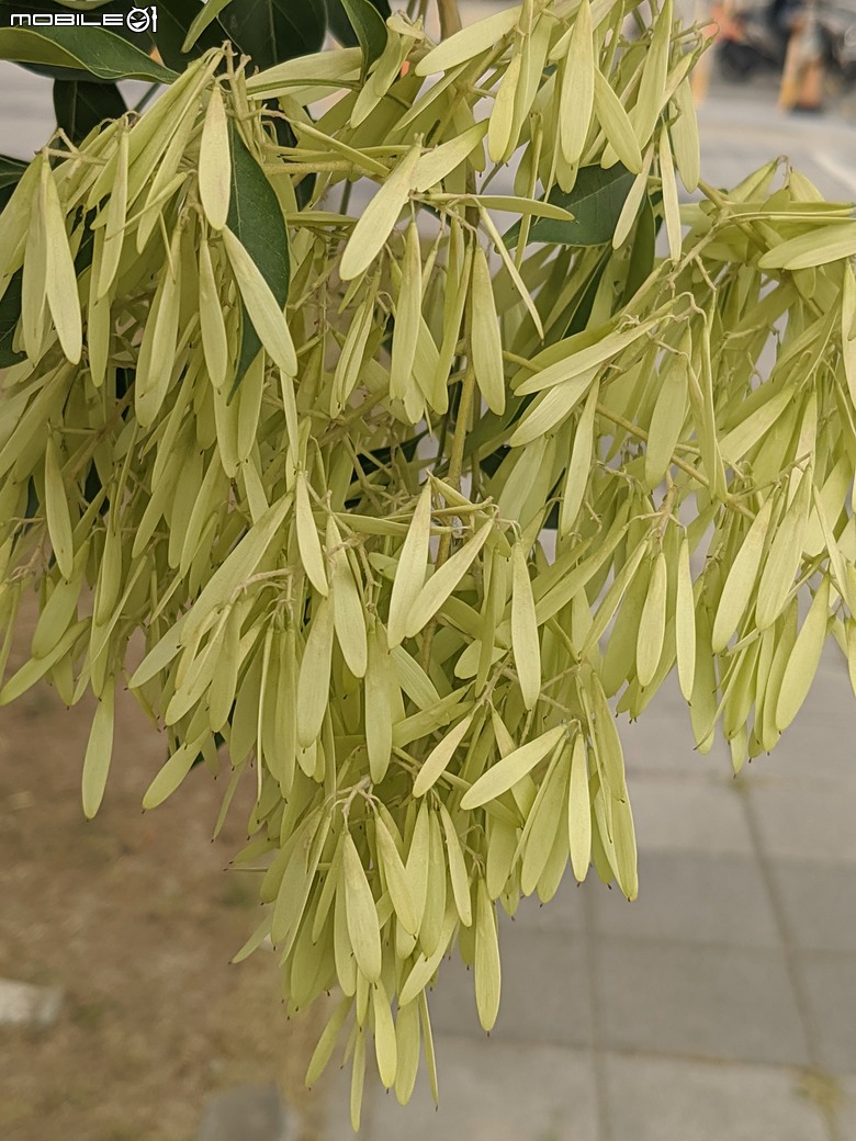 大花紫薇+鳳凰木+麵包樹.. 台南市安平區國平公81公園 05/10