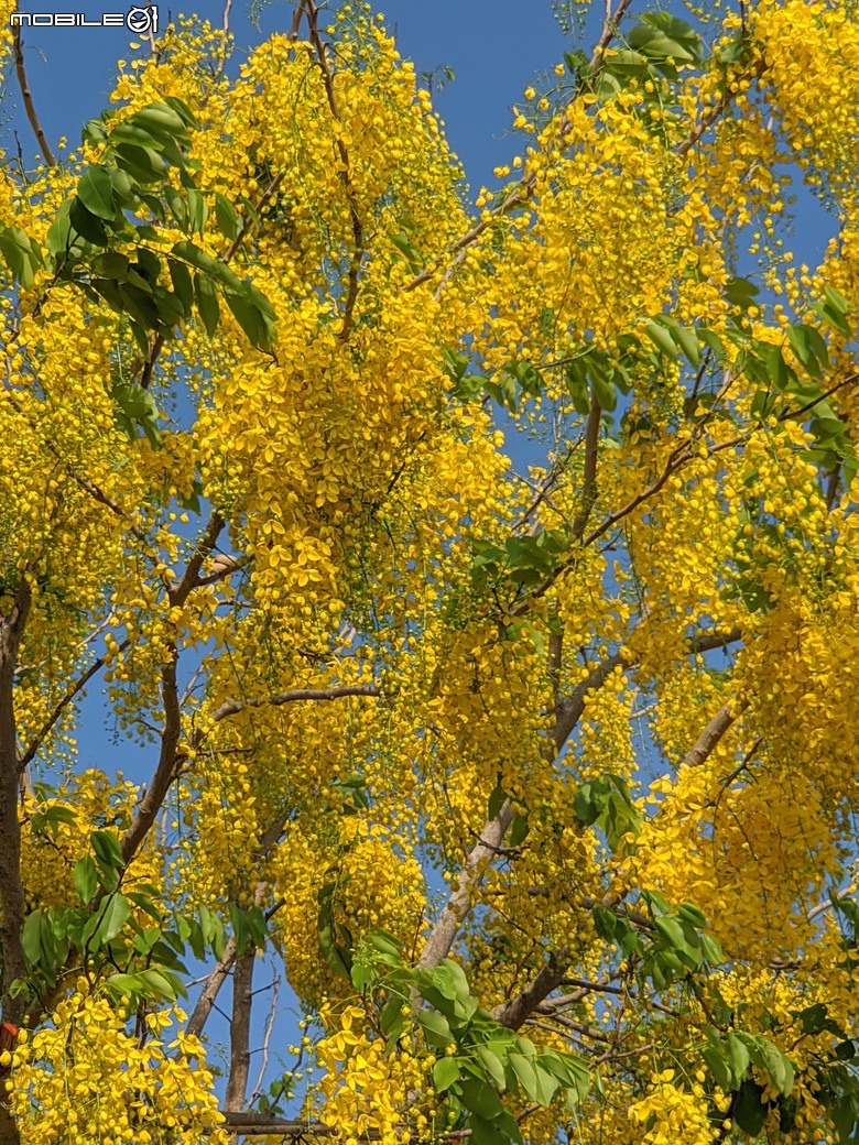 大花紫薇+鳳凰木+麵包樹.. 台南市安平區國平公81公園 05/10