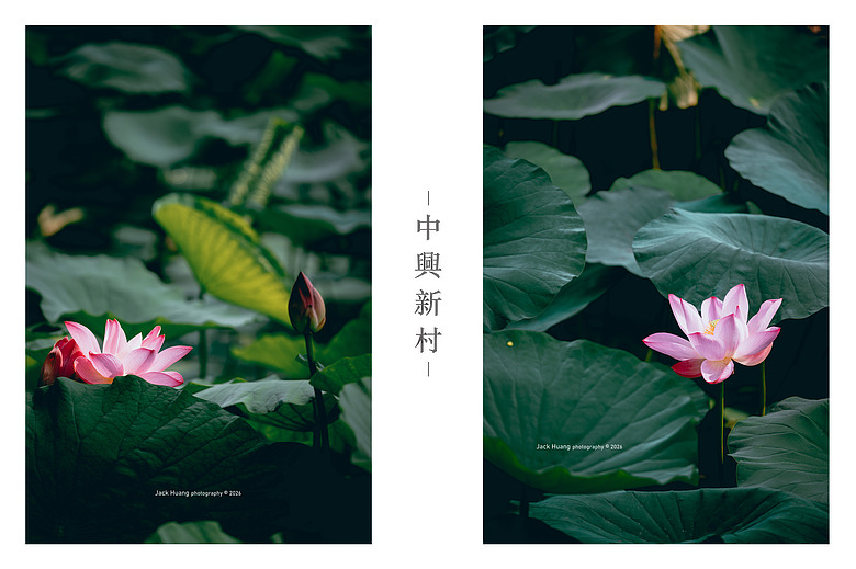 中興新村丨 輪轉慢遊省府的眷刻時光