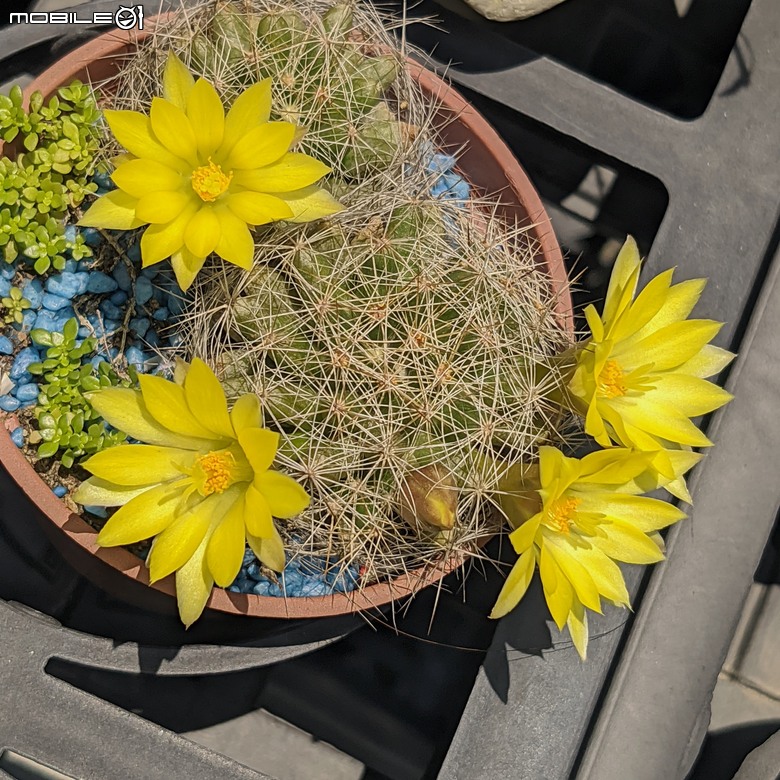 多肉植物開花 台南市歸仁區七甲花卉區 05/01
