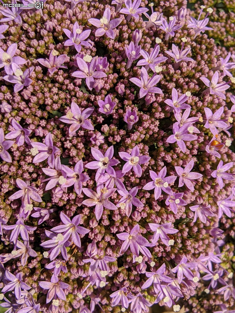 繡球花+夕霧草 台南市歸仁區七甲花卉區 05/17