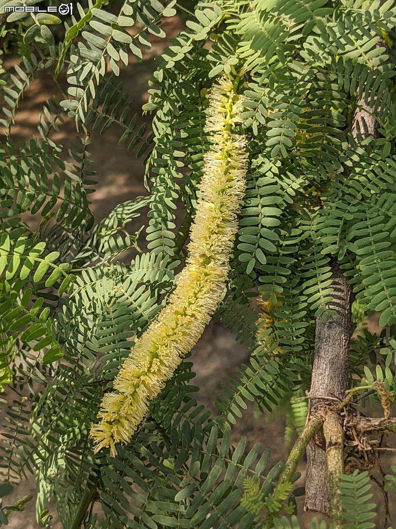 砲彈樹+羅比親王海棗+墨西哥合歡... 台南市中西區光賢公園 05/03