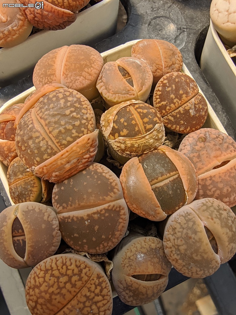 多肉植物 台南市佳里區綠樹園藝 05/03