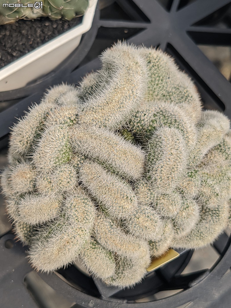 多肉植物 台南市佳里區綠樹園藝 05/03