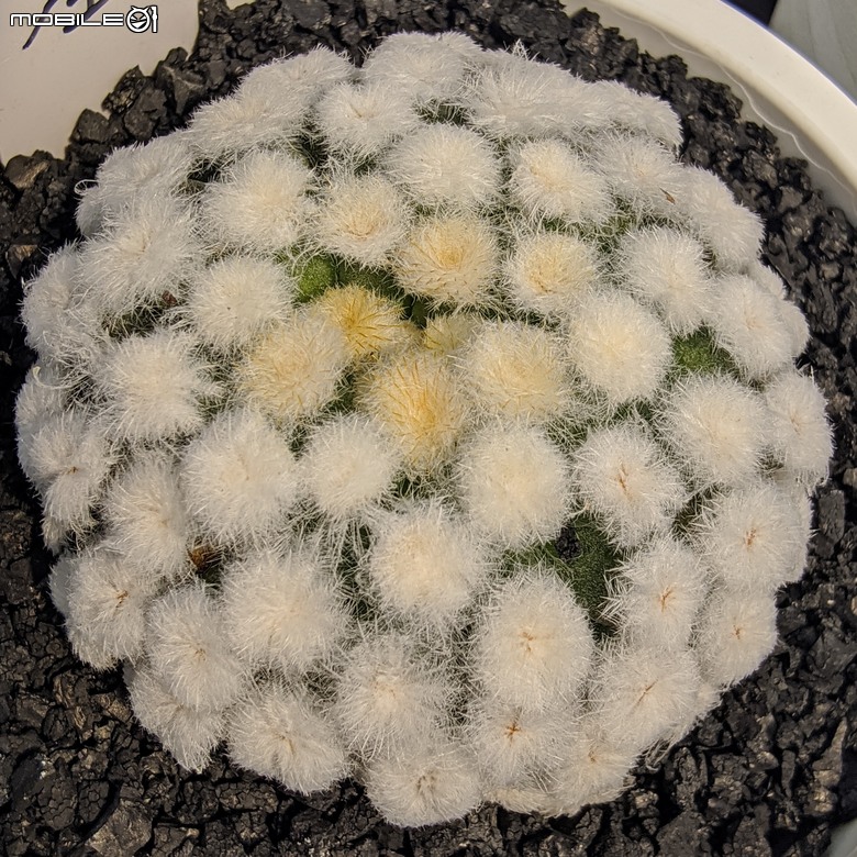 多肉植物 台南市佳里區綠樹園藝 05/03