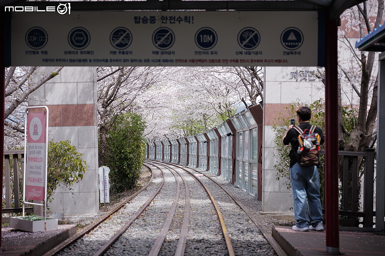釜山賞櫻員工旅遊(上)