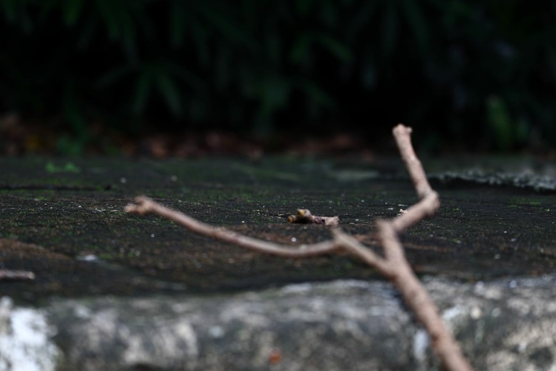 【遊記】第三章，誰說到「國立故宮博物院」一定要看「文物」，至德園 - 大漠國渡