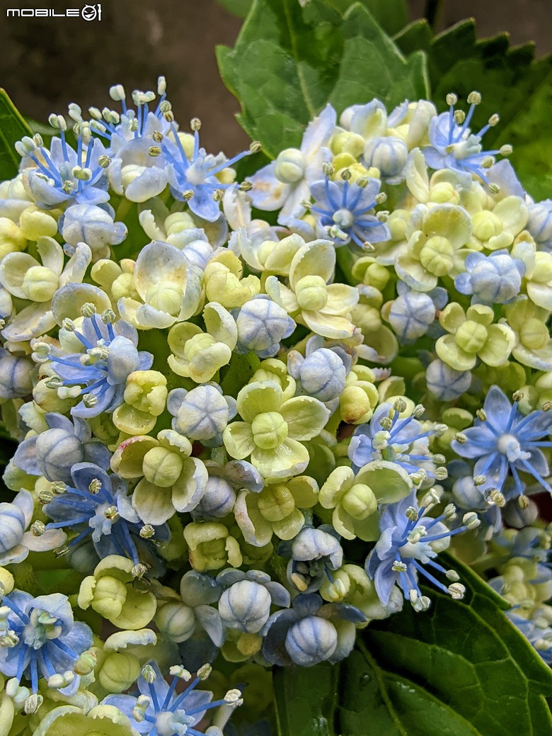 繡球花+夕霧草 台南市歸仁區七甲花卉區 05/17