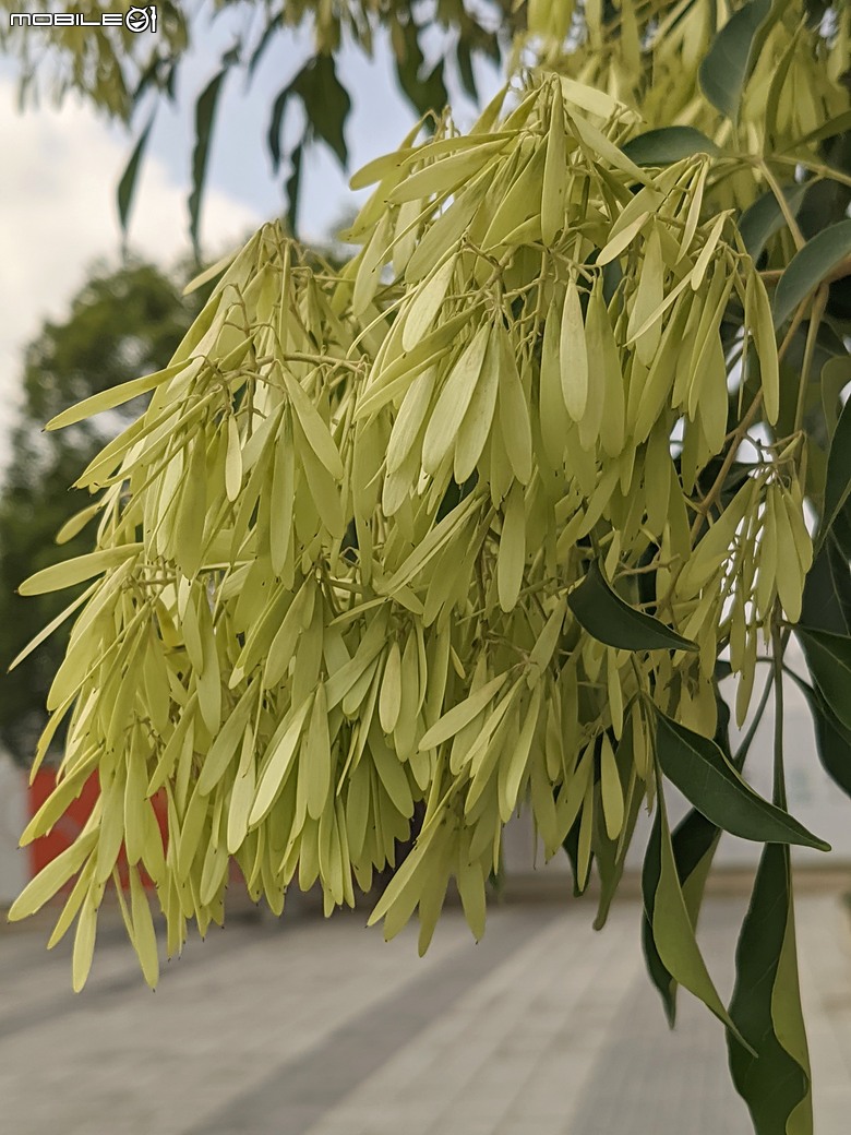 大花紫薇+鳳凰木+麵包樹.. 台南市安平區國平公81公園 05/10