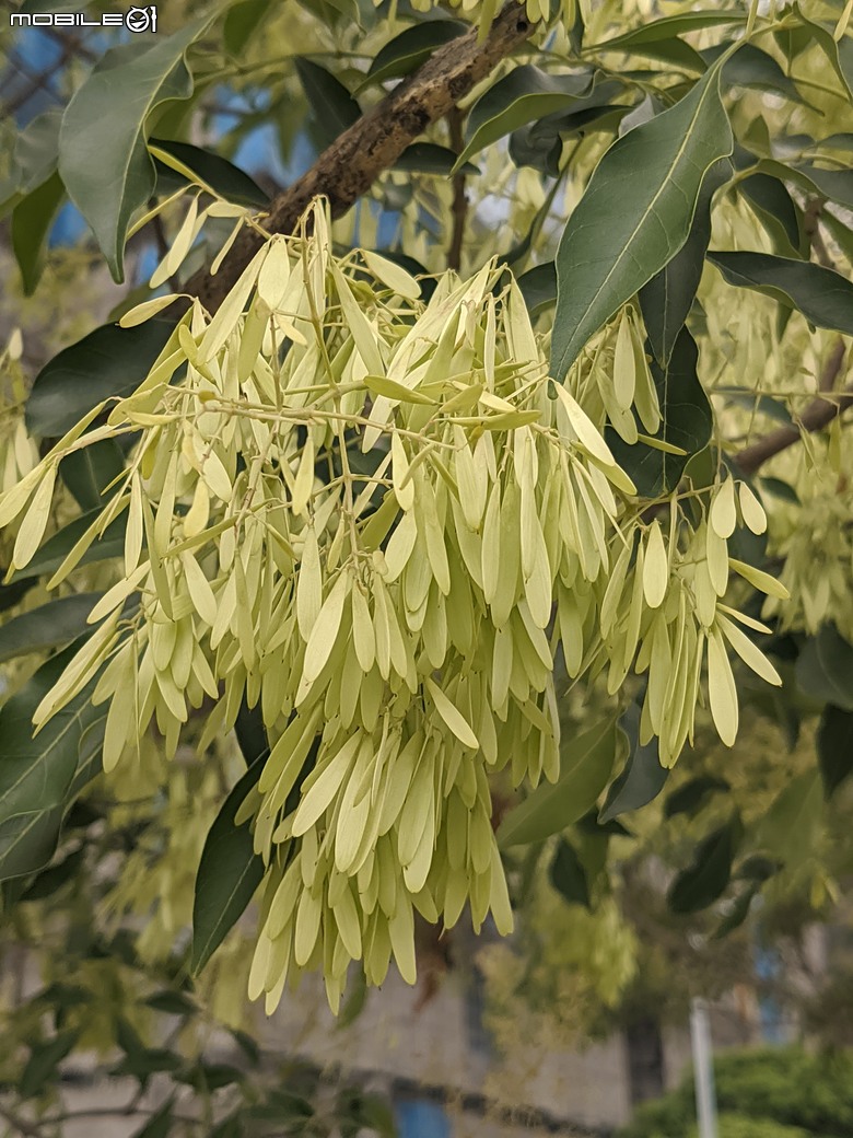 大花紫薇+鳳凰木+麵包樹.. 台南市安平區國平公81公園 05/10
