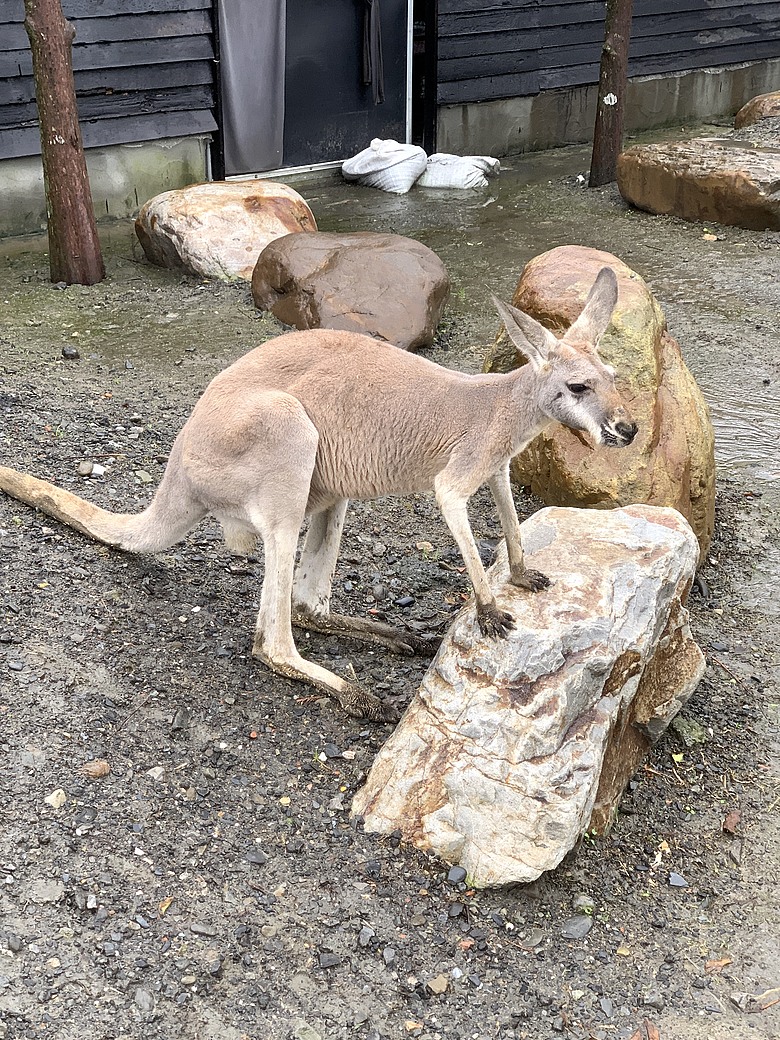 ＜宜蘭＞兩天一夜小旅行～光宅咖啡廳、入住捷絲旅、橘之鄉蜜餞形象館、蘭陽動植物王國
