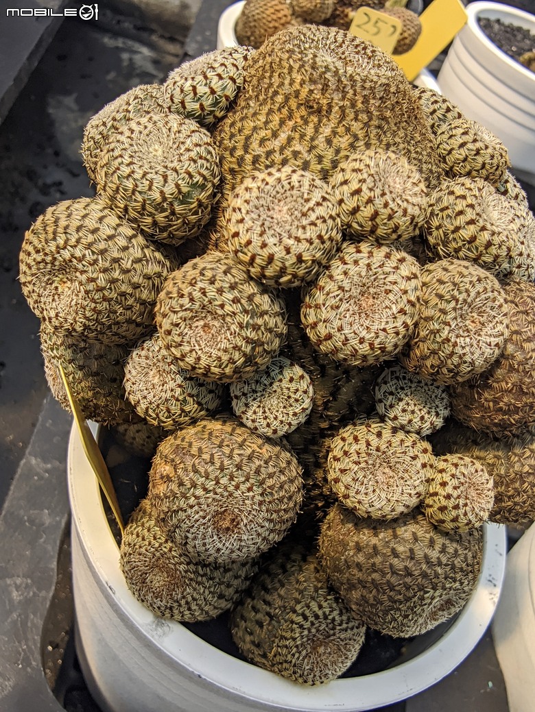 多肉植物 台南市佳里區綠樹園藝 05/03