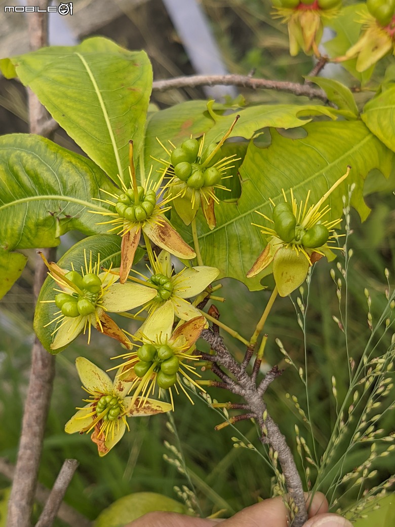 大花紫薇+鳳凰木+麵包樹.. 台南市安平區國平公81公園 05/10