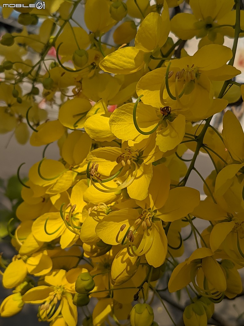 阿勃勒+紫薇花+稜果榕 台南市仁德區 05/16