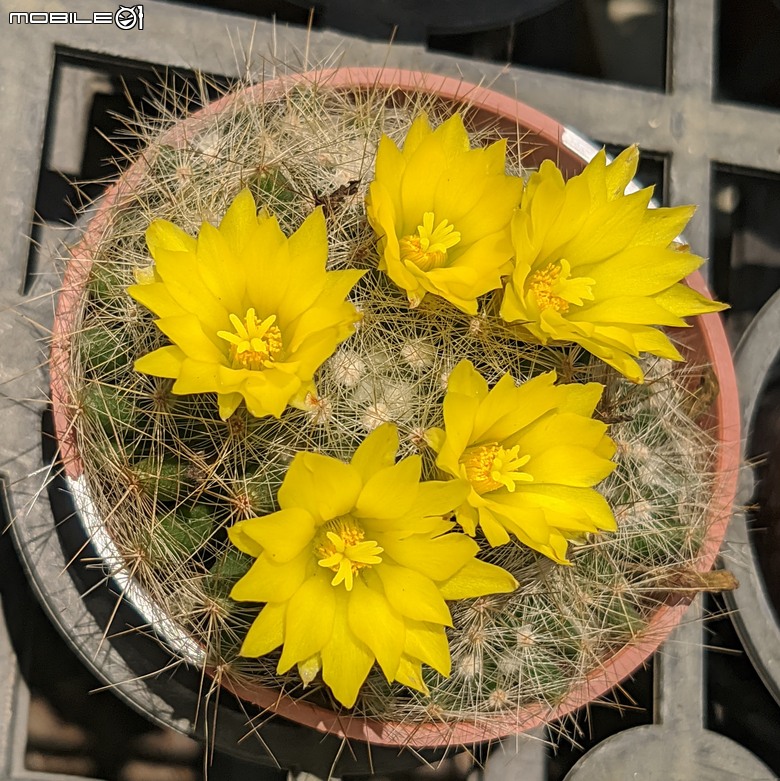 多肉植物開花 台南市歸仁區七甲花卉區 05/01