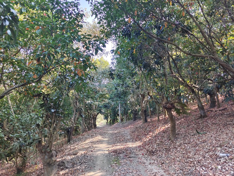 大野狼穿越環島(二)-六龜-杉林經典穿越