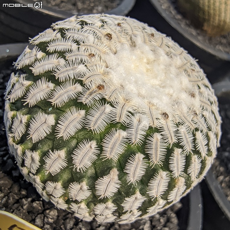 多肉植物 台南市佳里區綠樹園藝 05/03