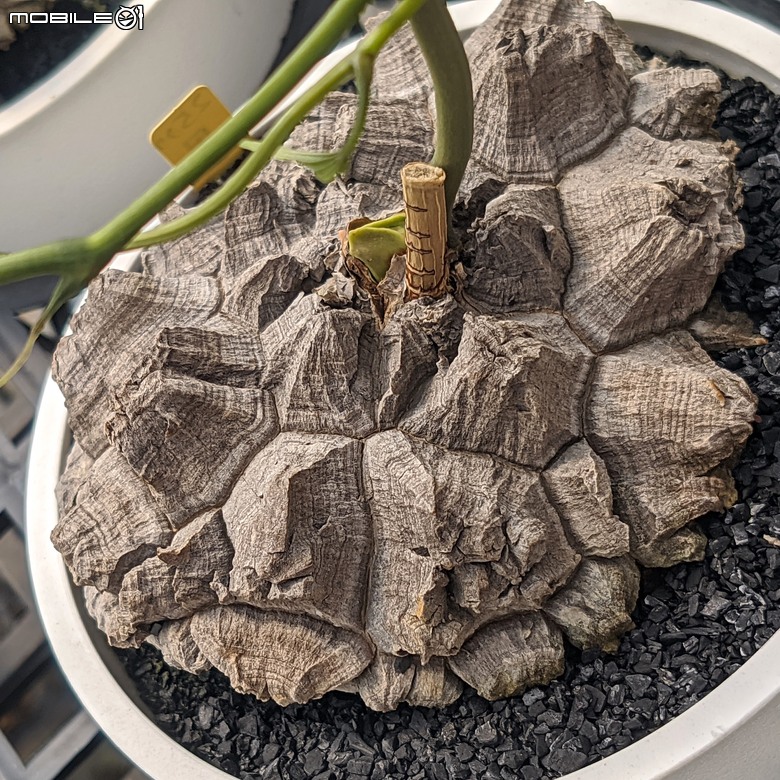 多肉植物 台南市佳里區綠樹園藝 05/03