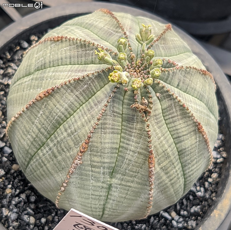 多肉植物 台南市佳里區綠樹園藝 05/03