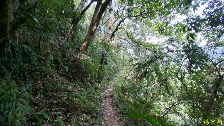 【郊山走走】馬胎古道、馬胎二期古道、南坪古道 山林輕鬆健行