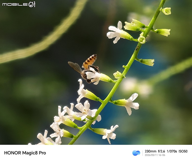 HONOR Magic8 Pro 體驗｜AI 魔法初登台，高 CP 值旗艦新勢力！