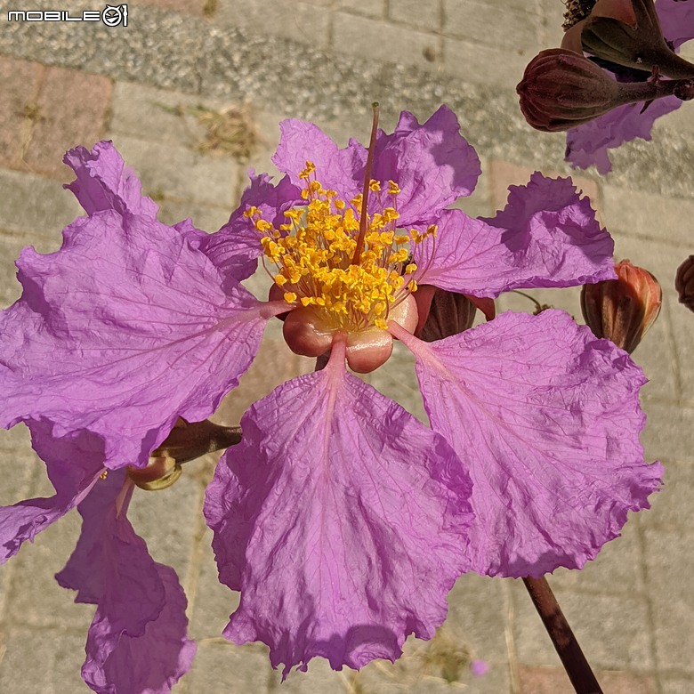 大花紫薇+鳳凰木+麵包樹.. 台南市安平區國平公81公園 05/10
