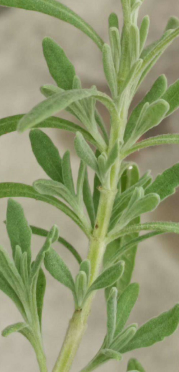多次試誤,終於讓薰衣草活下來