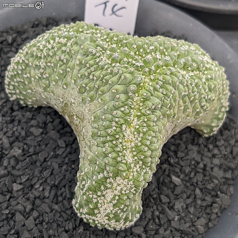 多肉植物 台南市佳里區綠樹園藝 05/03