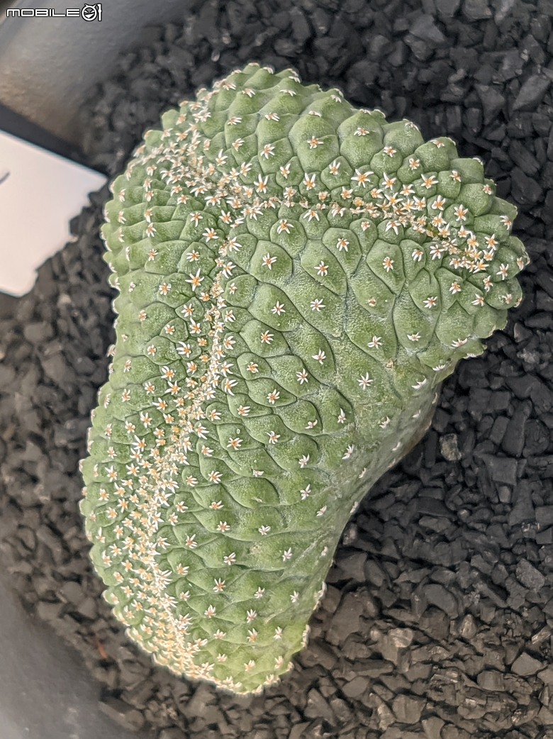 多肉植物 台南市佳里區綠樹園藝 05/03