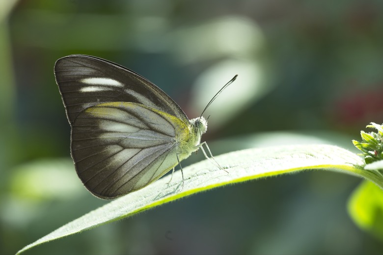 [初體驗] Sony FE 100mm f/2.8 Macro GM OSS