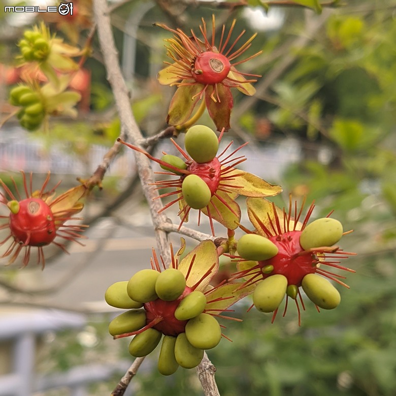 大花紫薇+鳳凰木+麵包樹.. 台南市安平區國平公81公園 05/10