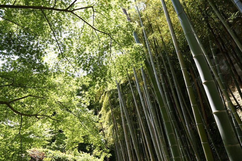 [關東] そうだ、鎌倉、横浜、箱根へ行こう。