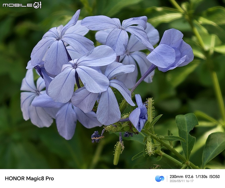 HONOR Magic8 Pro 體驗｜AI 魔法初登台，高 CP 值旗艦新勢力！