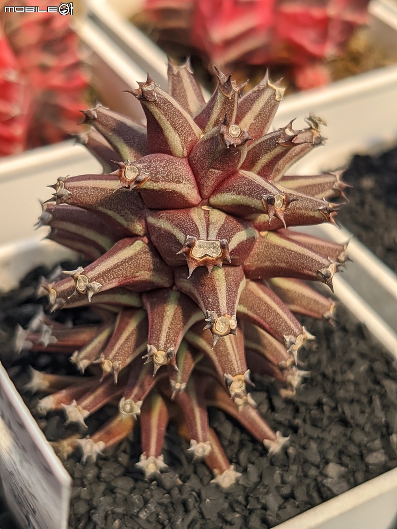 多肉植物 台南市佳里區綠樹園藝 05/03