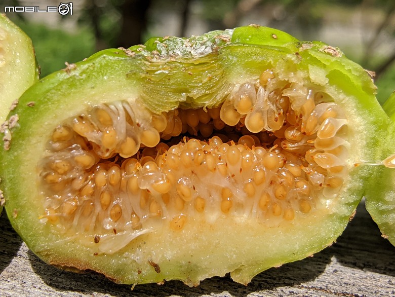 阿勃勒+紫薇花+稜果榕 台南市仁德區 05/16