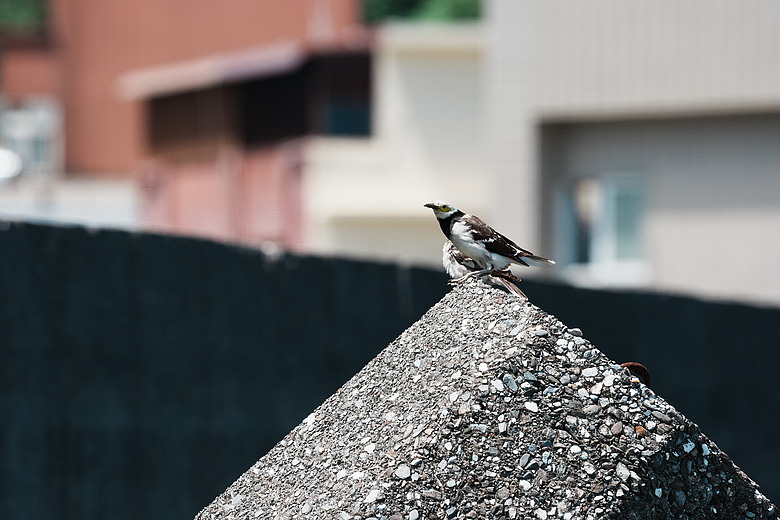 點我看大圖 Sony FE 100-400mm F4.5 GM OSS 評測報告|恆定光圈 x 內變焦、開啟超望遠新篇章!