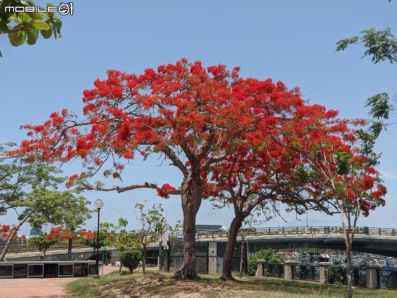 大花紫薇+鳳凰木+麵包樹.. 台南市安平區國平公81公園 05/10