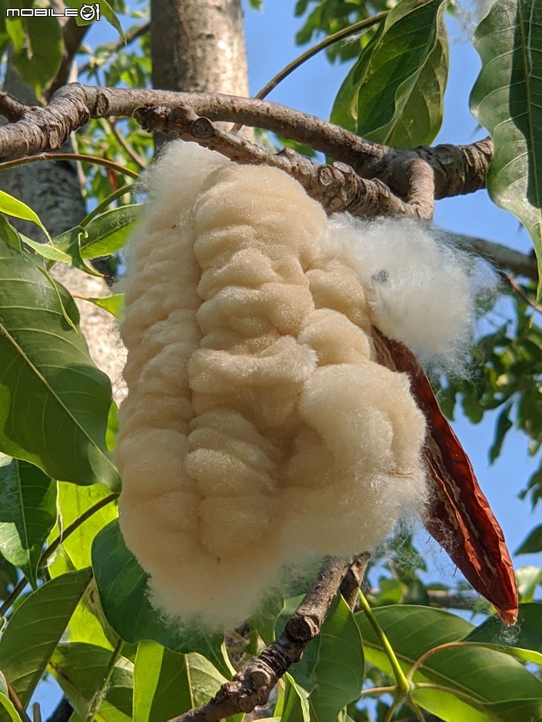 大花紫薇+鳳凰木+麵包樹.. 台南市安平區國平公81公園 05/10