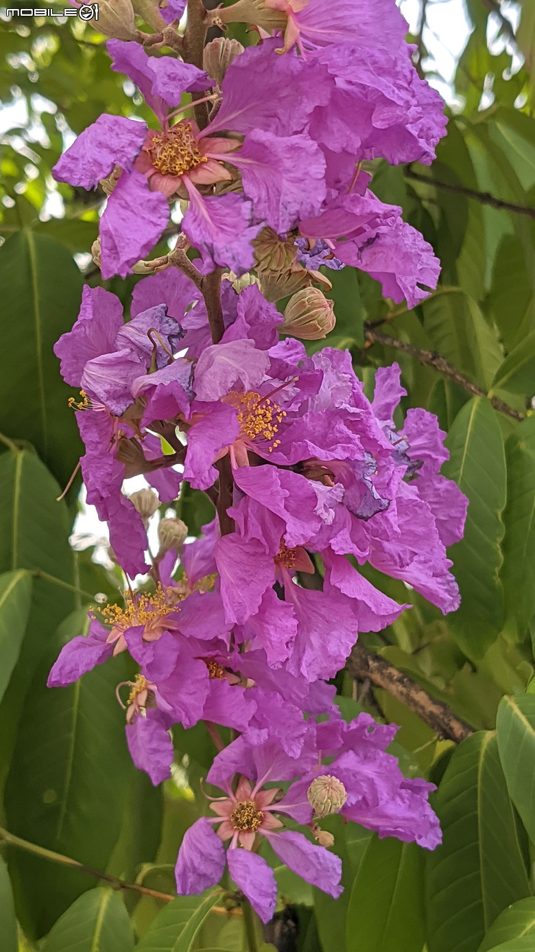 阿勃勒+紫薇花+稜果榕 台南市仁德區 05/16