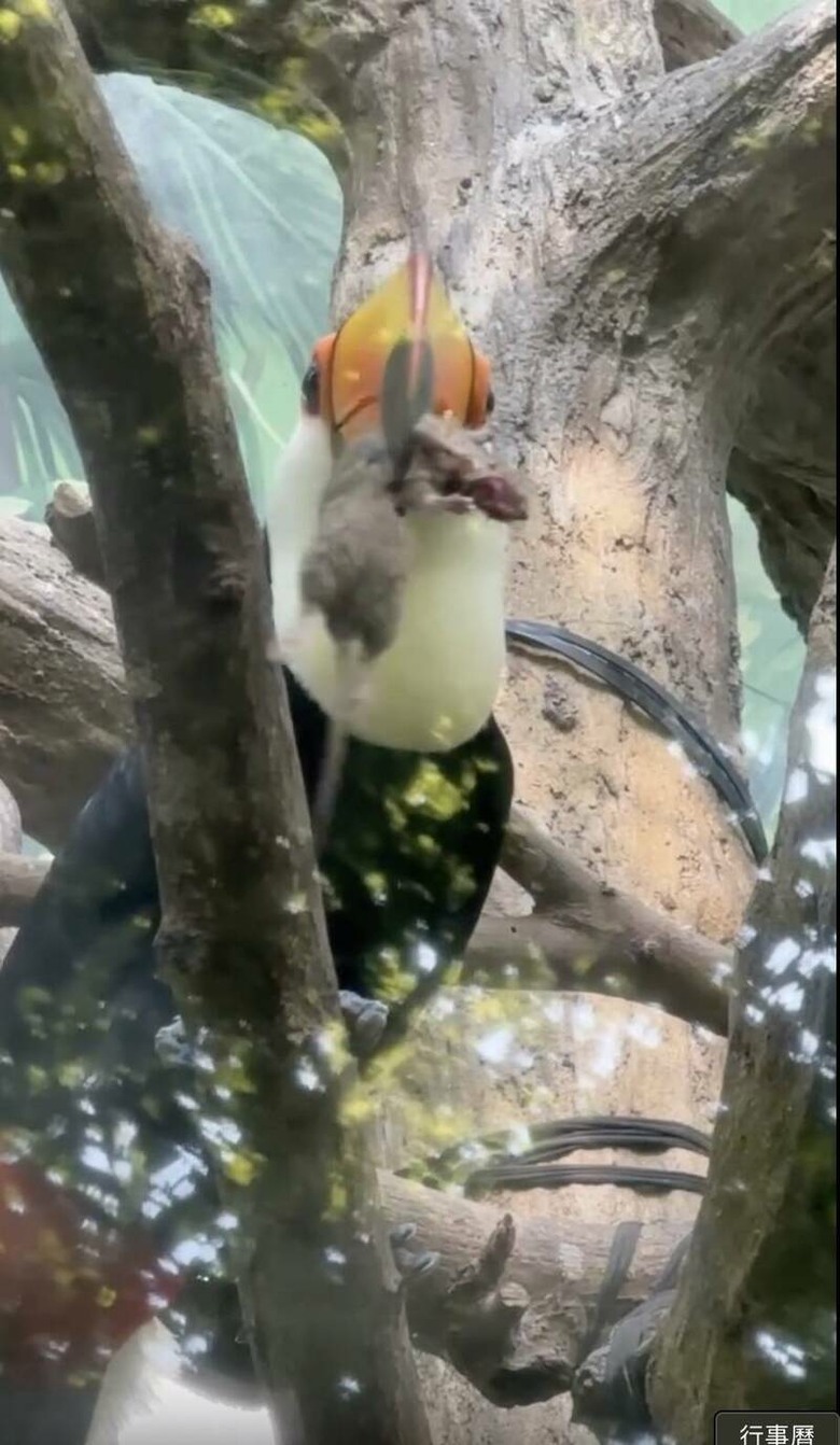 木柵動物園驚見「大巨嘴鳥口叼巨鼠狂甩」! 園方回應了