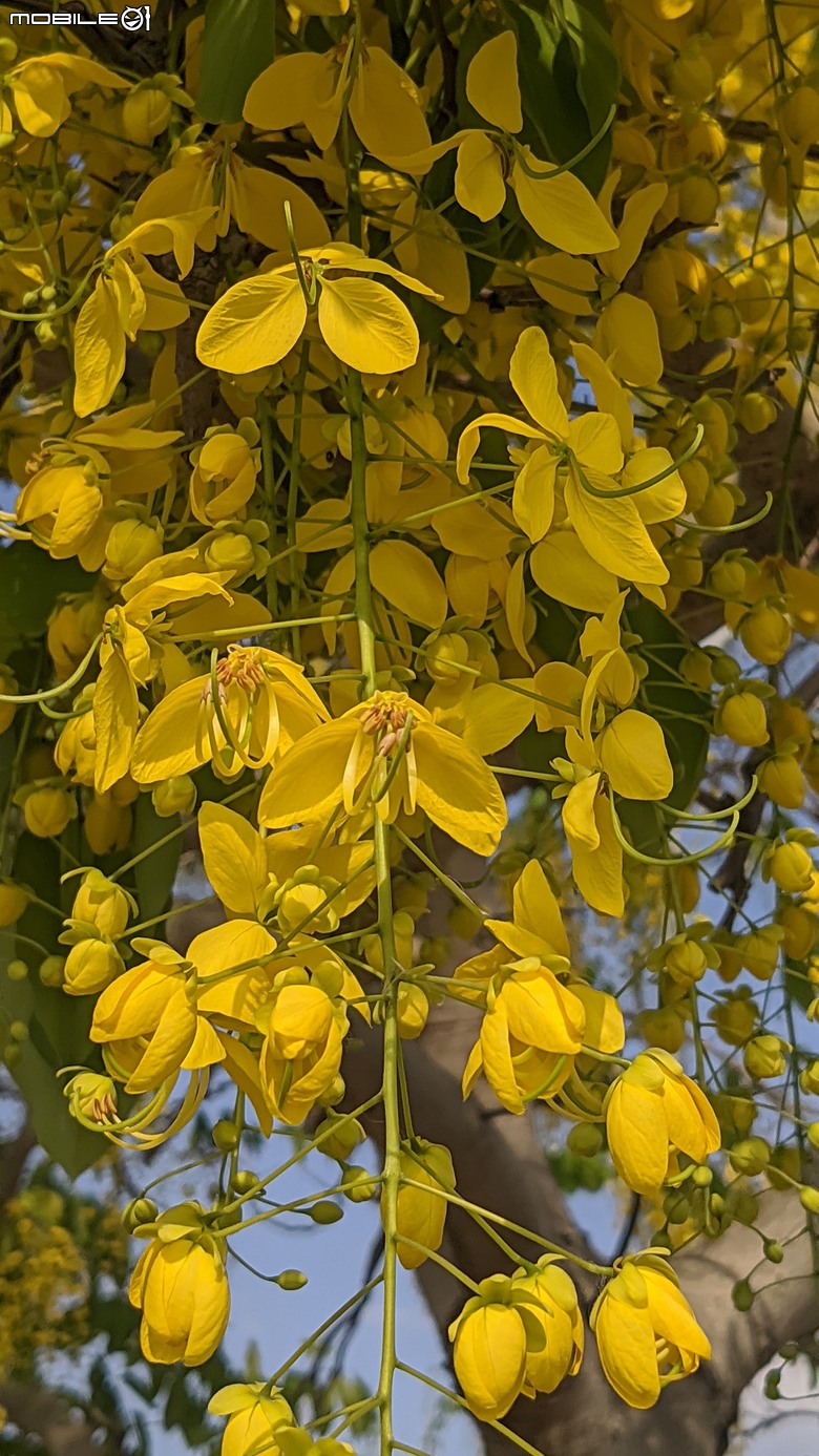 大花紫薇+鳳凰木+麵包樹.. 台南市安平區國平公81公園 05/10