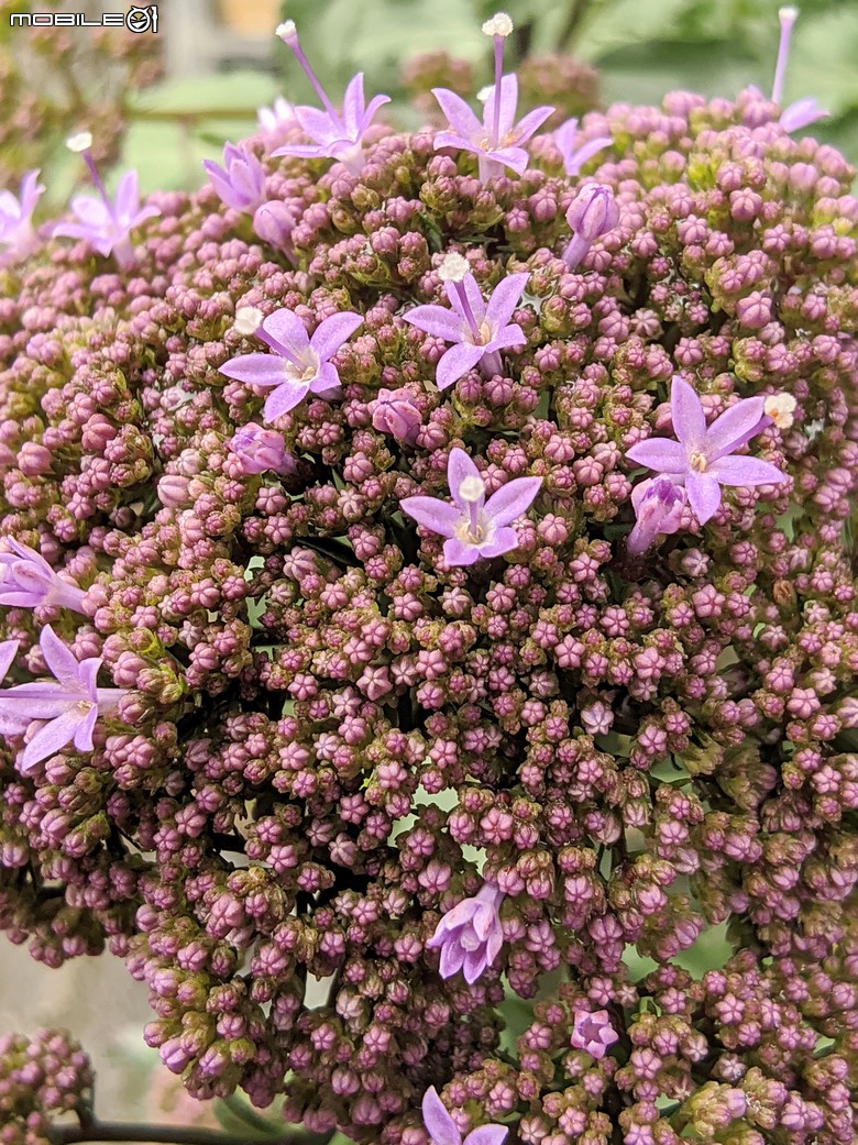 繡球花+夕霧草 台南市歸仁區七甲花卉區 05/17