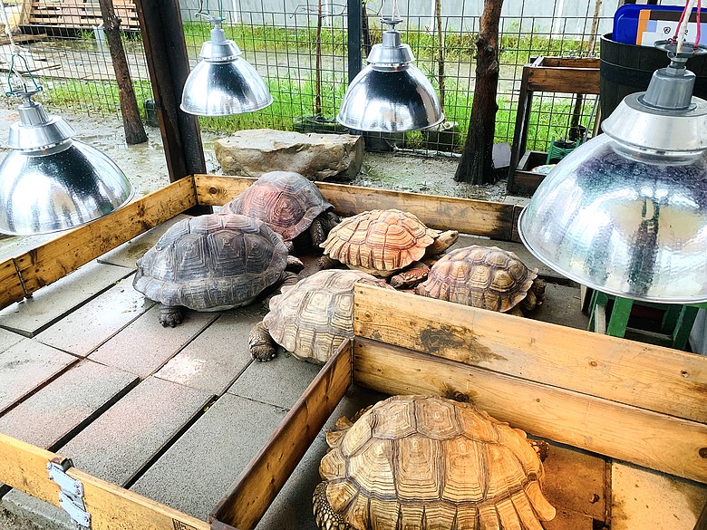 ＜宜蘭＞兩天一夜小旅行～光宅咖啡廳、入住捷絲旅、橘之鄉蜜餞形象館、蘭陽動植物王國