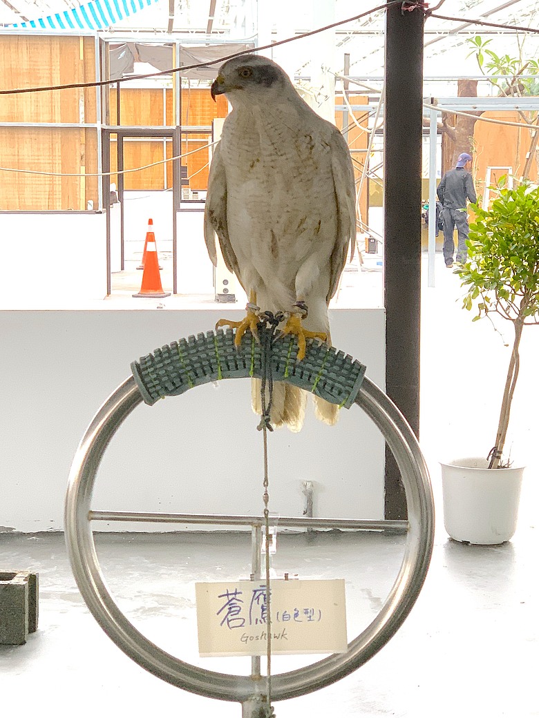 ＜宜蘭＞兩天一夜小旅行～光宅咖啡廳、入住捷絲旅、橘之鄉蜜餞形象館、蘭陽動植物王國