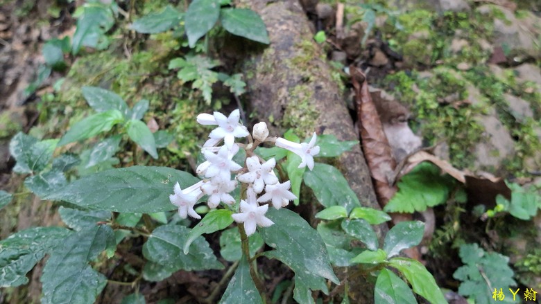 【郊山走走】馬胎古道、馬胎二期古道、南坪古道 山林輕鬆健行