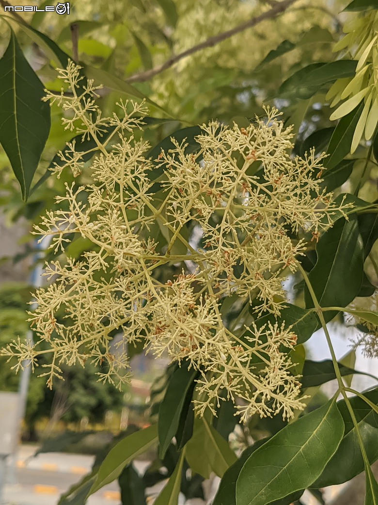 大花紫薇+鳳凰木+麵包樹.. 台南市安平區國平公81公園 05/10