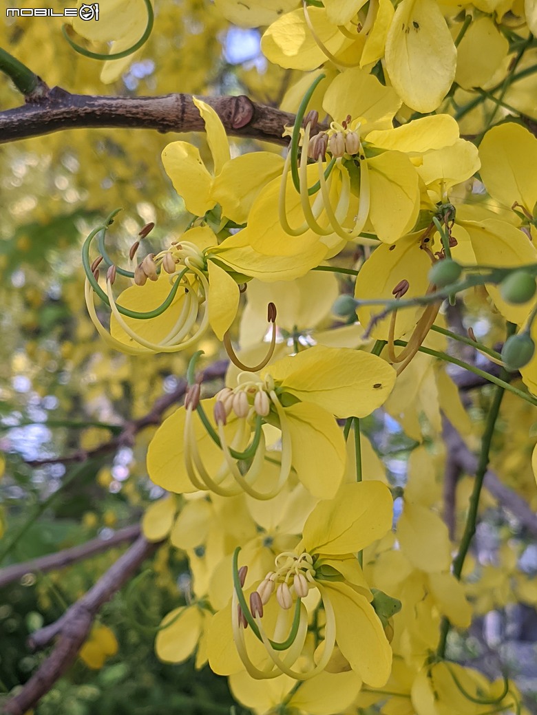 阿勃勒+紫薇花+稜果榕 台南市仁德區 05/16