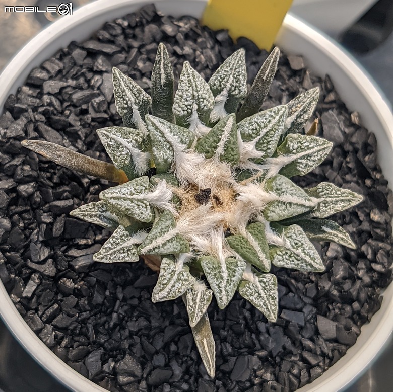 多肉植物 台南市佳里區綠樹園藝 05/03