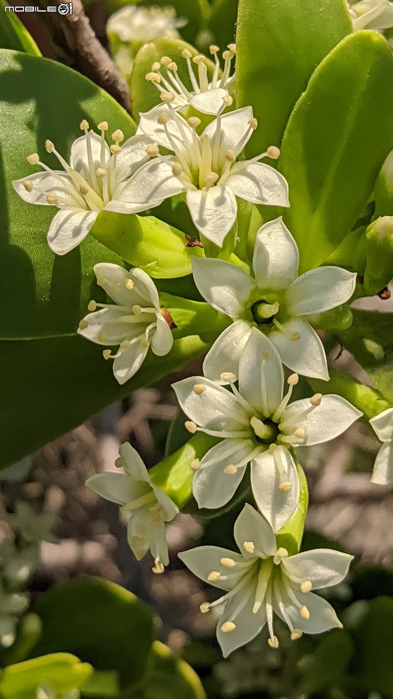 大花紫薇+鳳凰木+麵包樹.. 台南市安平區國平公81公園 05/10